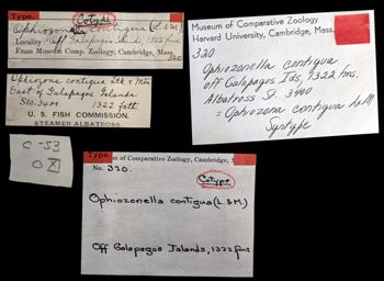 Media type: image;   Invertebrate Zoology OPH-320 Aspect: labels